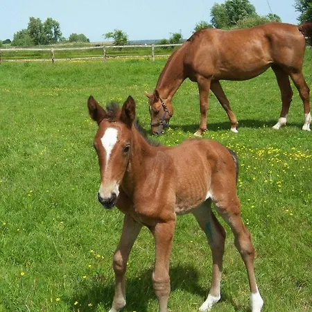 Flair Seehotel Zielow 3* Ludorf